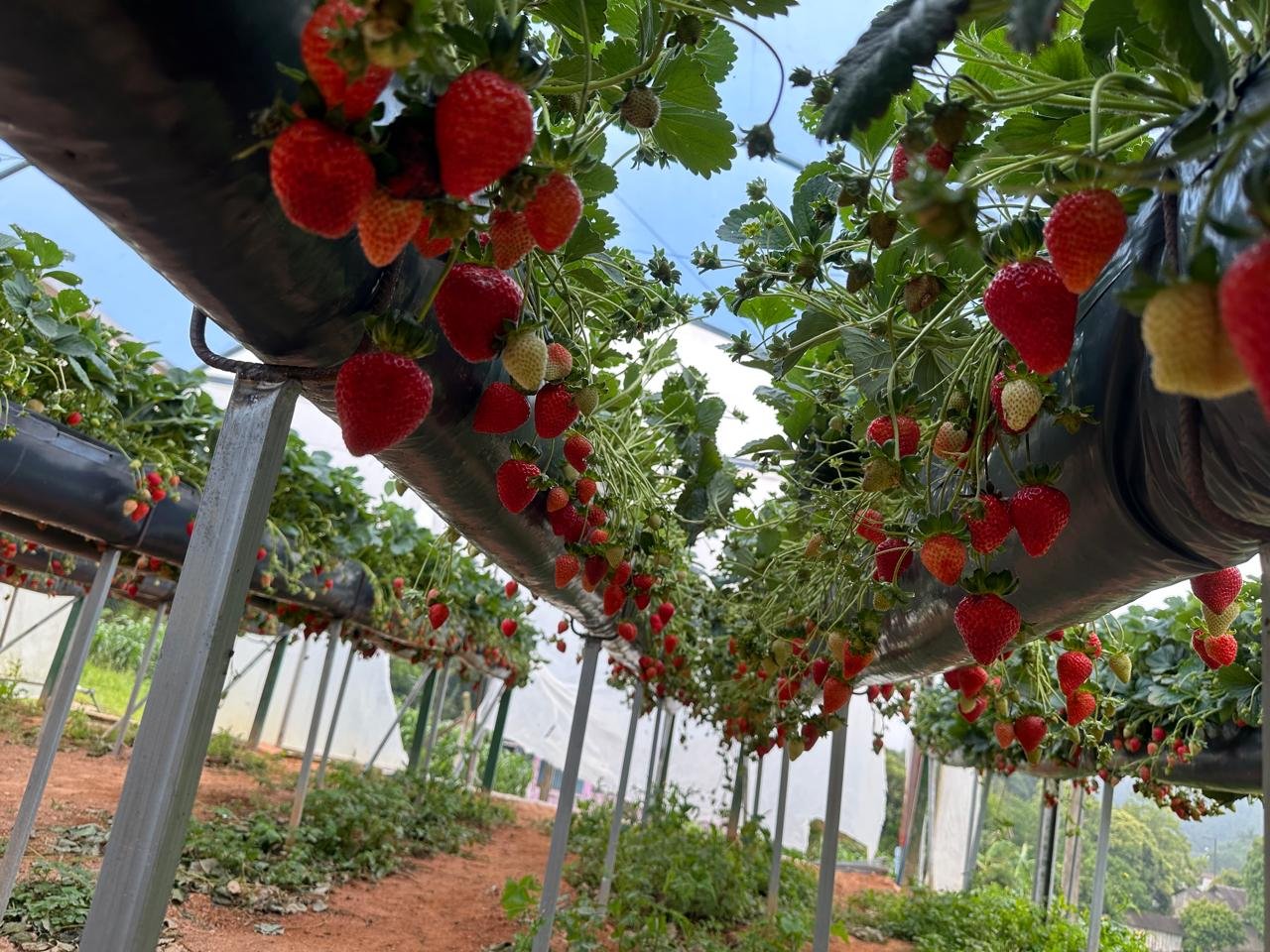 Morangos frescos cultivados na Villa Verla